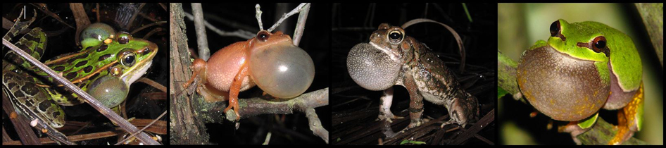 Southern leopard frog, Spring Peeper, Fowler's toad , and Pine Barrens treefrog 